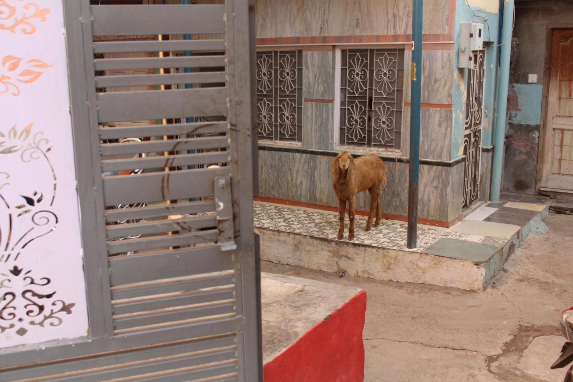 ביקאנר Little Prince Guest House & Homestay מראה חיצוני תמונה